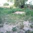  Land for sale in Atenco, Mexico, Atenco