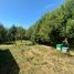  Terreno (Parcela) en venta en Chile, Lanco, Valdivia, Los Ríos, Chile