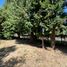  Terreno (Parcela) en venta en Chile, Lanco, Valdivia, Los Ríos, Chile