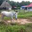 6 Bedroom Villa for sale in Nilo, Cundinamarca, Nilo