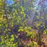  Terreno (Parcela) en venta en Ñuble, Ránquil, Itata, Ñuble