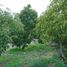  Terreno (Parcela) en venta en Melipilla, Santiago, Curacavi, Melipilla