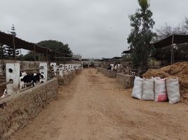  Grundstück zu verkaufen in Lurin, Lima, Lurin, Lima, Lima, Peru