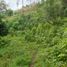  Land for sale in Marinilla, Antioquia, Marinilla