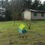  Land for sale in Nuble, Ranquil, Itata, Nuble