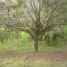  Land for sale in Cebu Central Visayas, Alegria