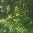  Land for sale in Hueytamalco, Puebla, Hueytamalco