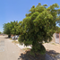 Villa 2 chambre à vendre à Cajeme, Sonora, Cajeme