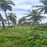  Land for sale in Escuinapa, Sinaloa, Escuinapa