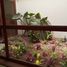 5 Schlafzimmer Haus zu verkaufen in La Molina, Lima, La Molina, Lima, Lima, Peru