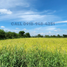  Land for sale in Tarlac City, Tarlac, Tarlac City