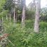  Land for sale in Lipa City, Batangas, Lipa City