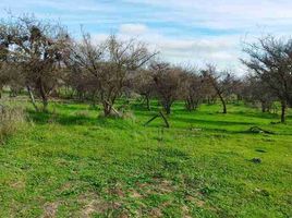  Land for sale in Chile, Lolol, Colchagua, Libertador General Bernardo Ohiggins, Chile