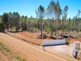  Land for sale in Chile, Parral, Linares, Maule, Chile