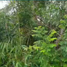 Terrain à vendre à El Nido, Mimaropa, El Nido, Palawan