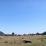  Land for sale in Chile, Villarrica, Cautin, Araucania, Chile