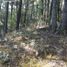  Land for sale in Mineral Del Chico, Hidalgo, Mineral Del Chico