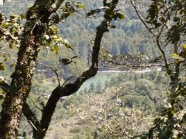  Land for sale in Mineral Del Chico, Hidalgo, Mineral Del Chico