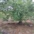  Land for sale in Abasolo, Guanajuato, Abasolo
