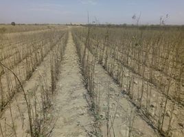  Terreno (Parcela) en venta en Chincha, Ica, El Carmen, Chincha