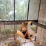 3 Schlafzimmer Penthouse zu verkaufen in Cozumel, Quintana Roo, Cozumel, Quintana Roo