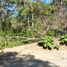  Land for sale in Dist Pochutla, Oaxaca, Dist Pochutla