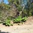  Land for sale in Dist Pochutla, Oaxaca, Dist Pochutla