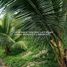  Terreno (Parcela) en venta en Tanay, Calabarzon, Tanay