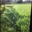  Land for sale in Alaminos City, Pangasinan, Alaminos City