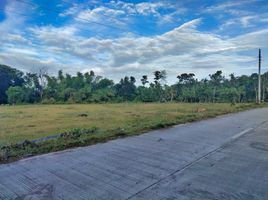  Grundstück zu verkaufen in Dauis, Central Visayas, Dauis