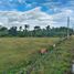  Grundstück zu verkaufen in Dauis, Central Visayas, Dauis