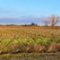  Land for sale in Chile, Maule, Talca, Maule, Chile