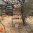  Land for sale in Chile, Pirque, Cordillera, Santiago, Chile