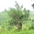  Land for sale in City of Naga, Cebu, City of Naga
