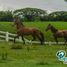 5 Habitación Villa en alquiler en Pereira, Risaralda, Pereira