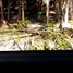  Terreno (Parcela) en venta en Othon P Blanco, Quintana Roo, Othon P Blanco, Quintana Roo