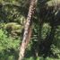 Terreno (Parcela) en venta en Cebu City, Central Visayas, Cebu City, Cebu, Central Visayas, Filipinas