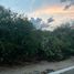  Land for sale in Zapotitlan, Puebla, Zapotitlan