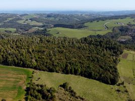  Land for sale in Chile, Los Muermos, Llanquihue, Los Lagos, Chile