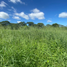  Land for sale in Las Pinas City, Metro Manila, Las Pinas City