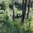  Terreno (Parcela) en venta en Araucanía, Temuco, Cautín, Araucanía