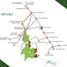  Terreno (Parcela) en venta en Calamba City, Calabarzon, Calamba City, Laguna, Calabarzon, Filipinas