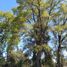  Land for sale in Nuble, Chillan, Diguillin, Nuble