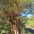  Terreno (Parcela) en venta en Chile, Calbuco, Llanquihue, Los Lagos, Chile