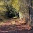  Land for sale in Victoria, Araucania, Victoria