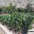  Land for sale in Lunahuana, Lima, Lunahuana