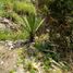  Terreno (Parcela) en venta en Lunahuana, Cañete, Lunahuana