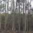  Land for sale in Chile, Ancud, Chiloe, Los Lagos, Chile