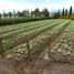  Terrain for sale in Yaruqui, Quito, Yaruqui