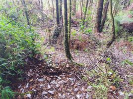  Terreno (Parcela) en venta en Chile, Puerto Montt, Llanquihue, Los Lagos, Chile
